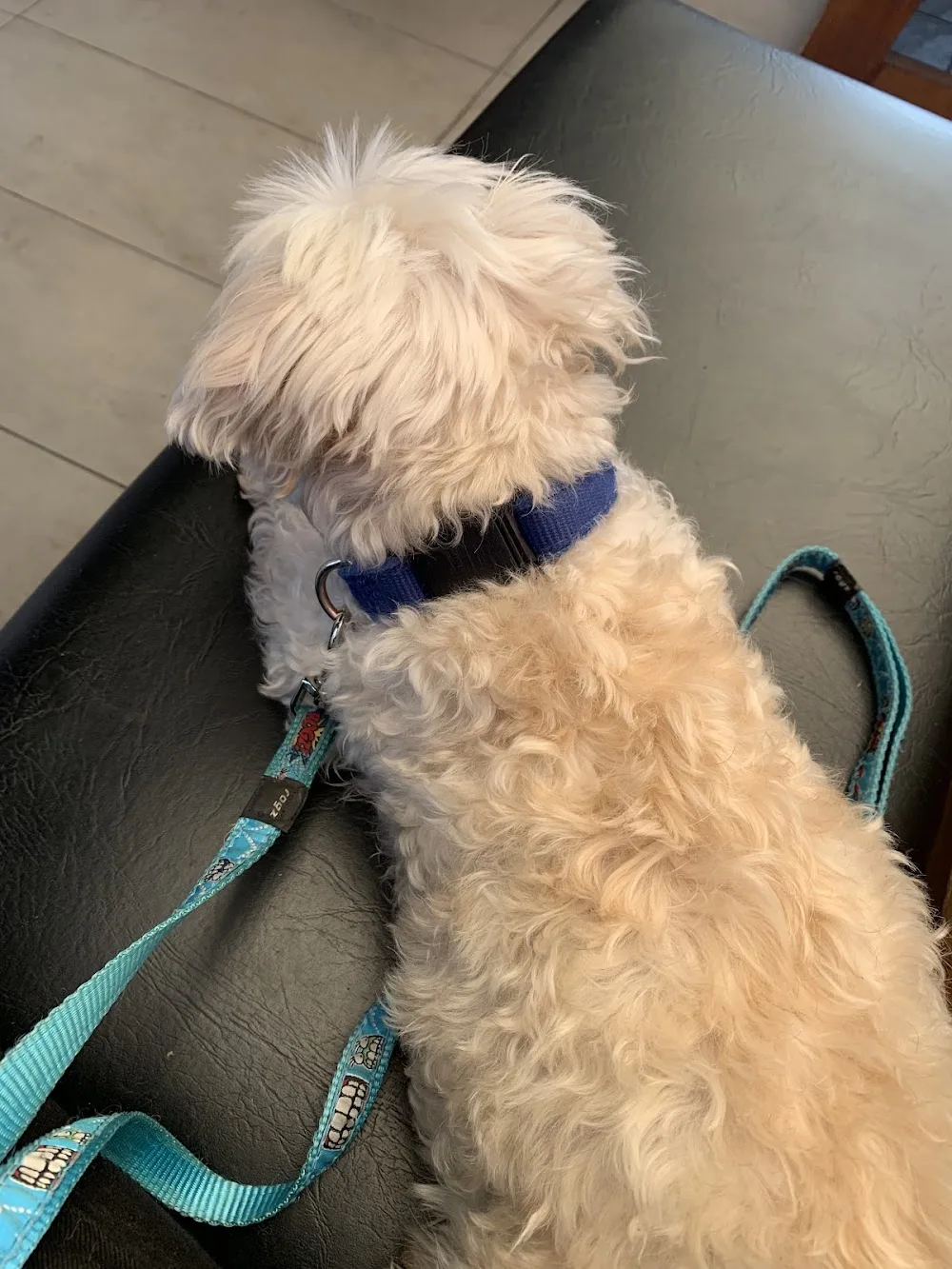 Perfection Pet Services - Capalaba pet otel görseli 2