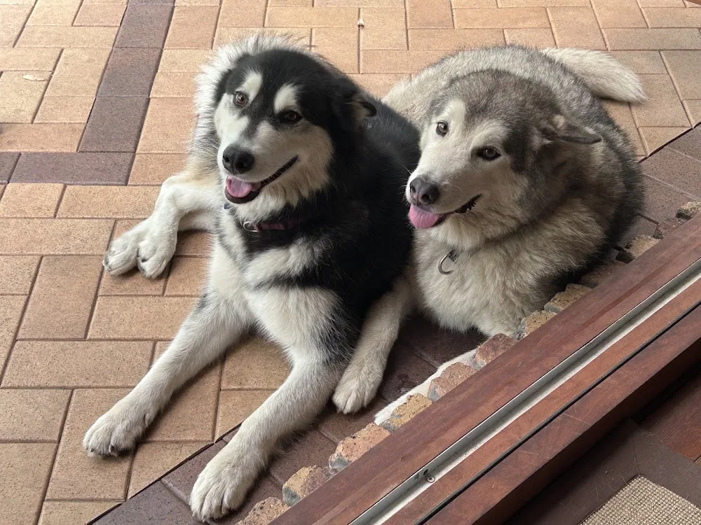 Perfection Pet Services - Capalaba pet otel görseli 3