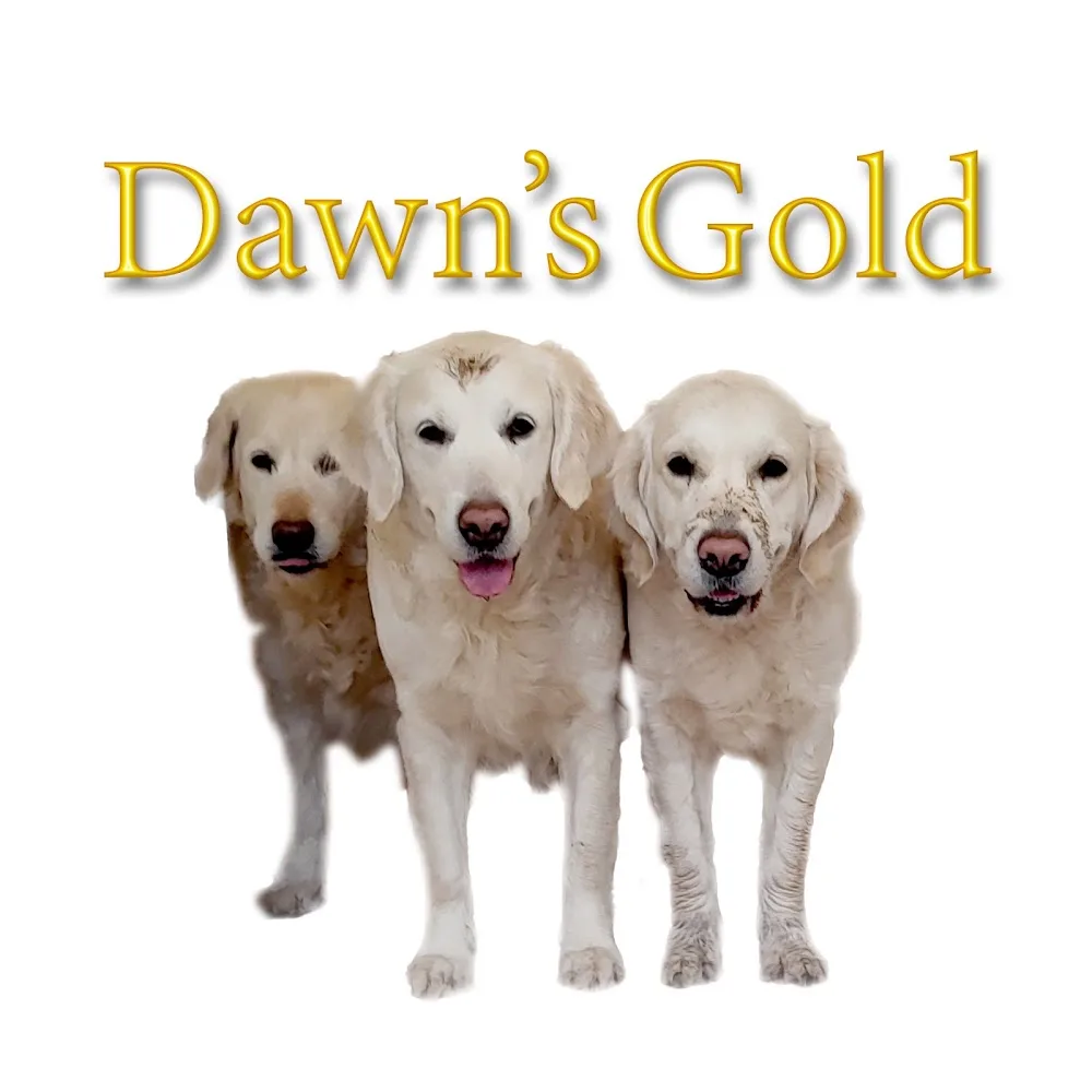 Dawn's Gold | Kennel Golden Retriever - Capital Region of Denmark pet otel görseli 3