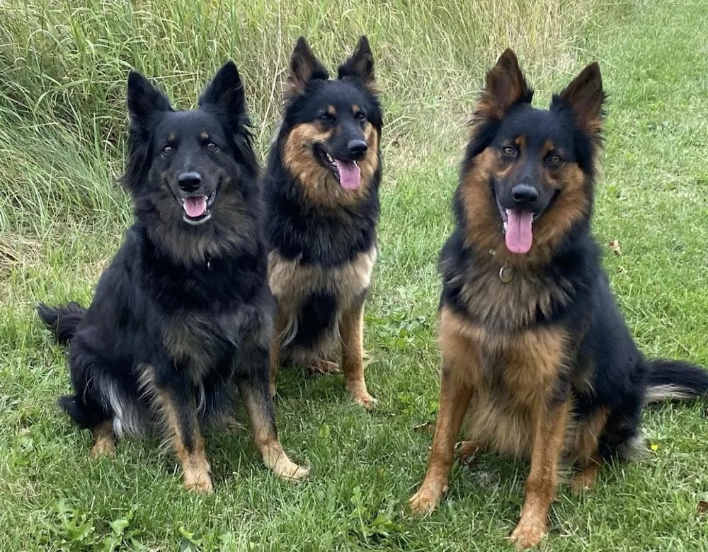 Kennel Bohemian Shepherd - Capital Region of Denmark pet otel