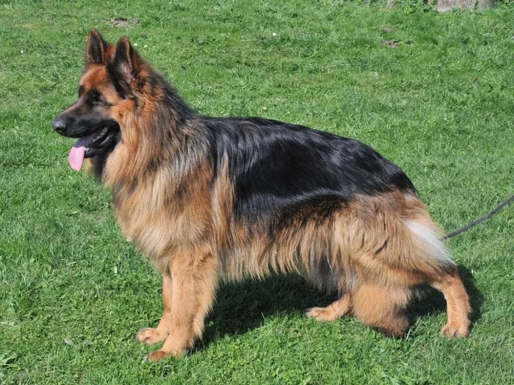 Kennel Harmonien - Capital Region of Denmark pet otel görseli 2