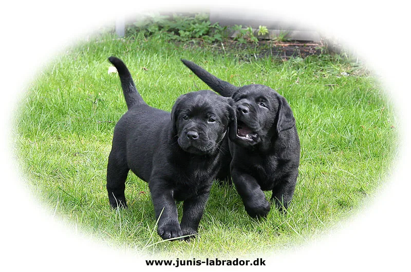 Kennel Juni's - Capital Region of Denmark pet otel görseli 2