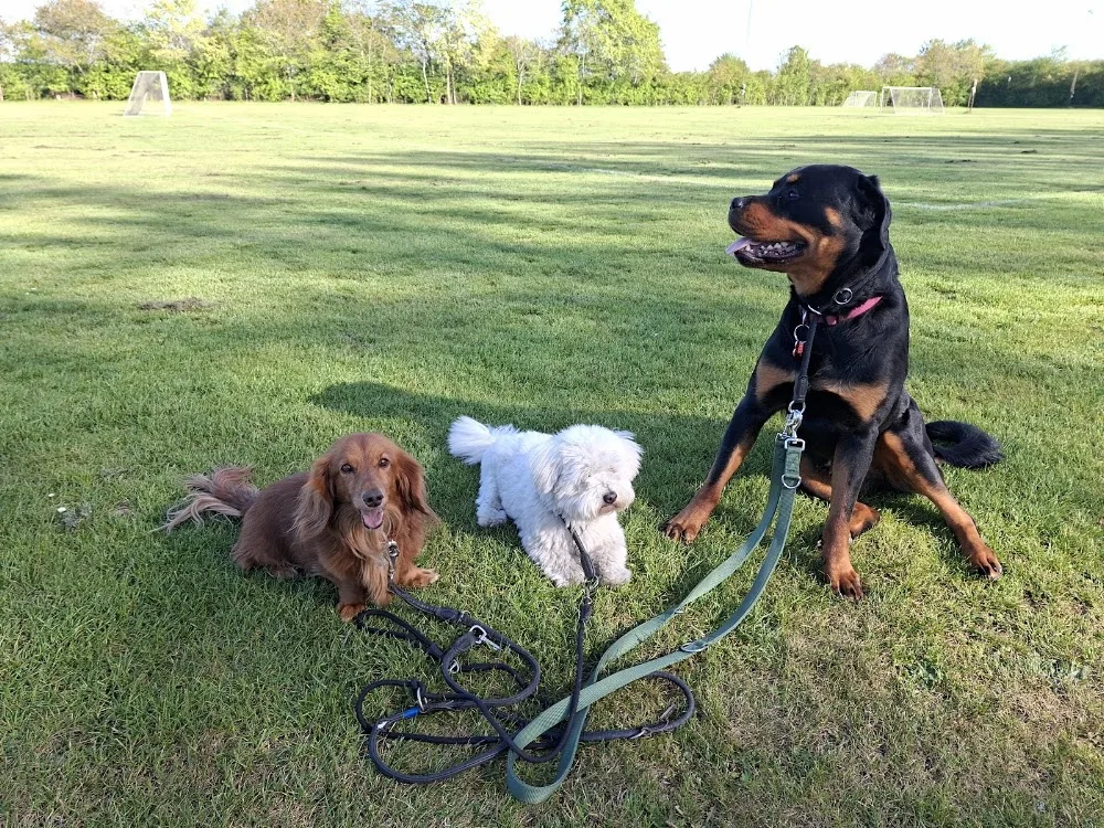 Mila Hundepension Taastrup - Capital Region of Denmark pet otel görseli 3