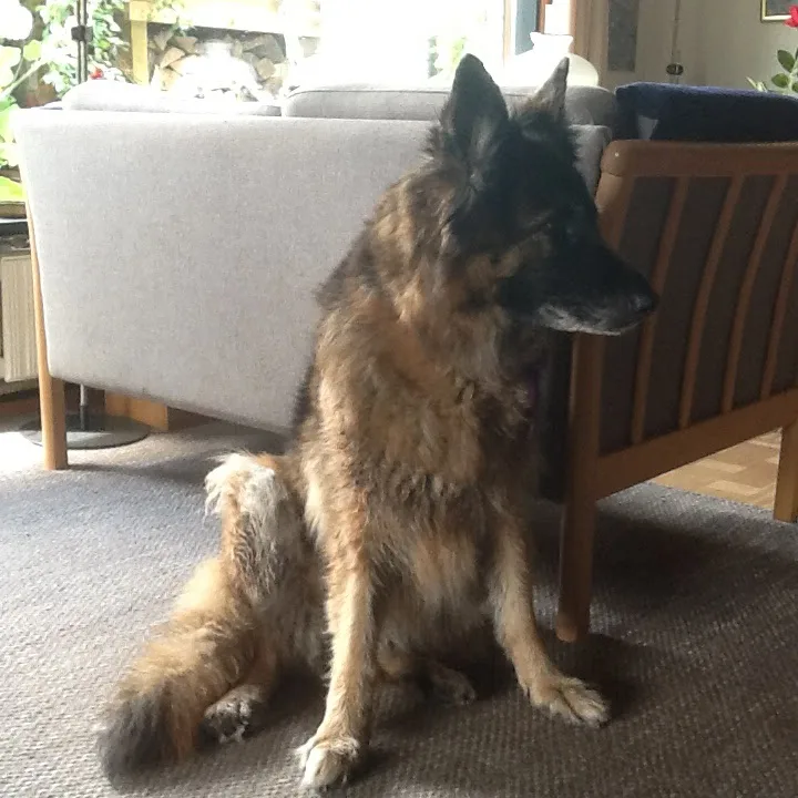 Nanner's Hundecenter - Capital Region of Denmark pet otel görseli 7