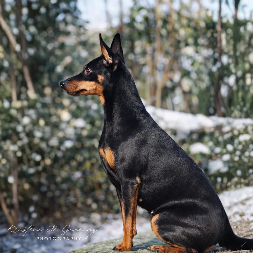 Nordic Zwergpinscher - Capital Region of Denmark pet otel görseli 6