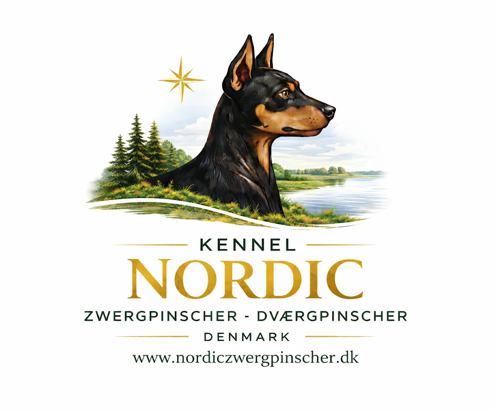 Nordic Zwergpinscher - Capital Region of Denmark pet otel görseli 7