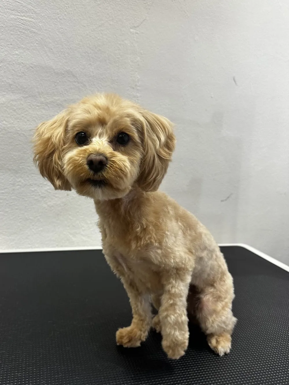 Tiny Paws Daycare - Capital Region of Denmark pet otel görseli 3