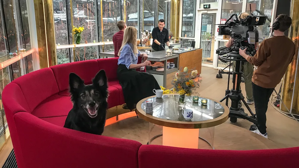 Vi passer hund - Capital Region of Denmark pet otel