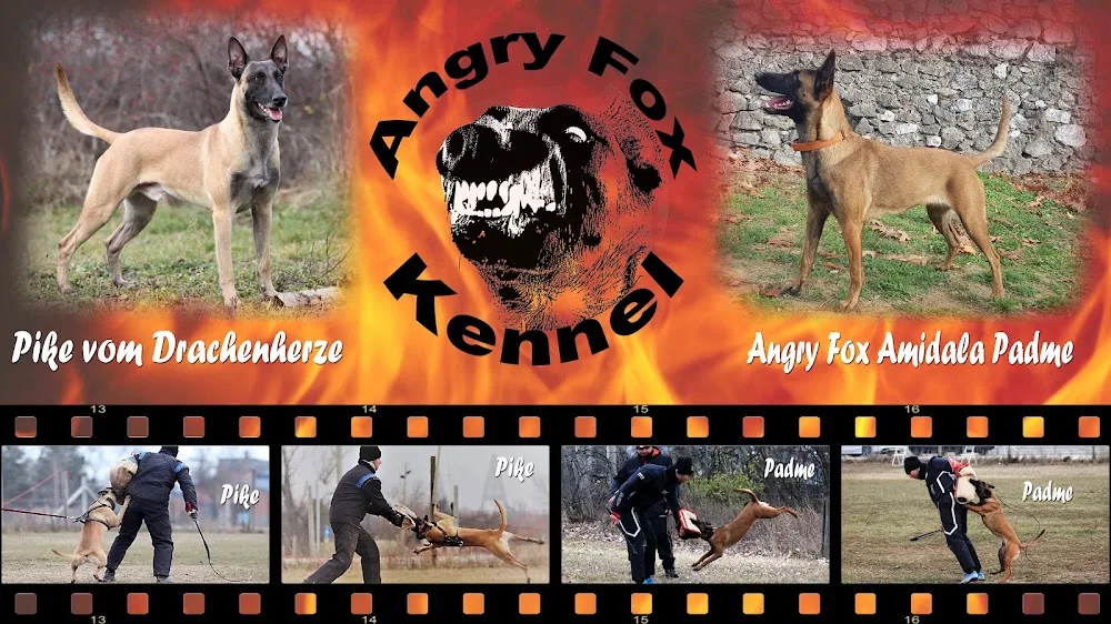 Angry Fox Kennel - Caraș-Severin pet otel