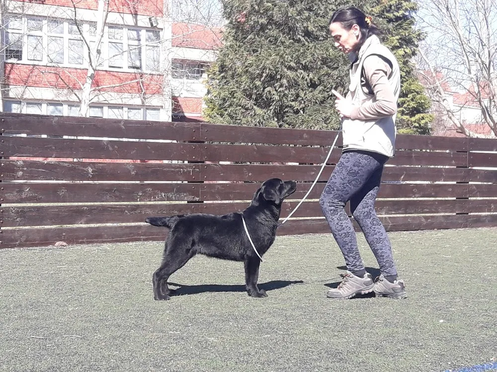 Bokalenia Kennel - Labrador Retriever breeders and kennels - Caraș-Severin pet otel görseli 3