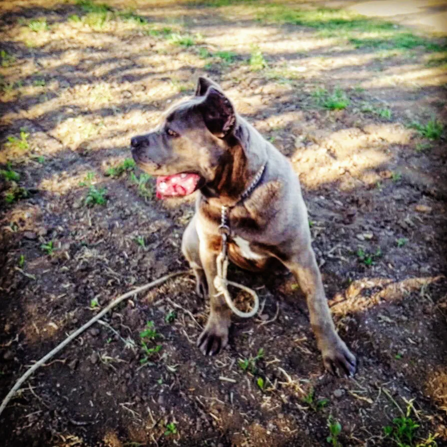 Cane Corso Di Munteanu Kennel - Caraș-Severin pet otel görseli 3
