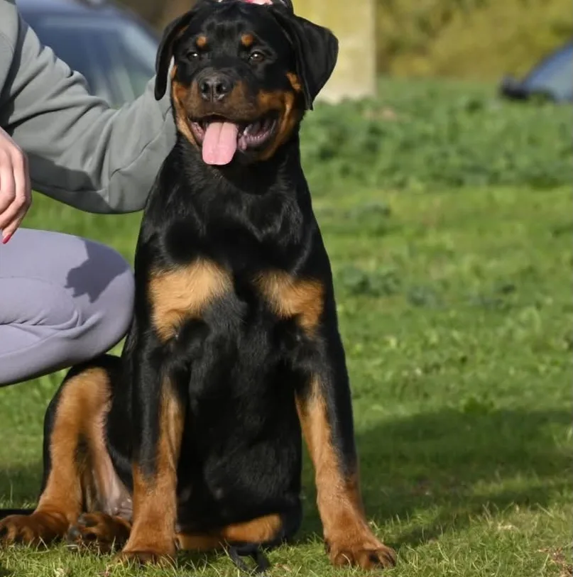 Sky beast kennel - Caraș-Severin pet otel