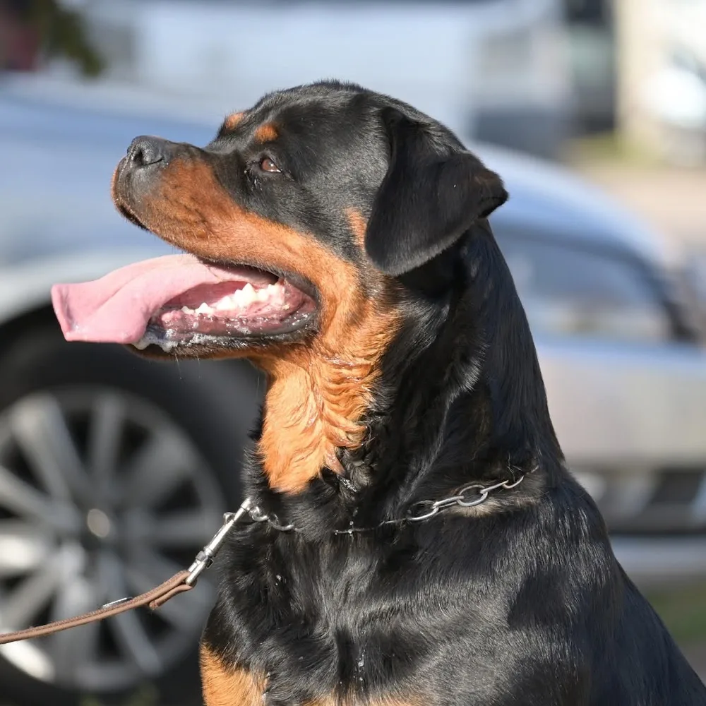 Sky beast kennel - Caraș-Severin pet otel görseli 3