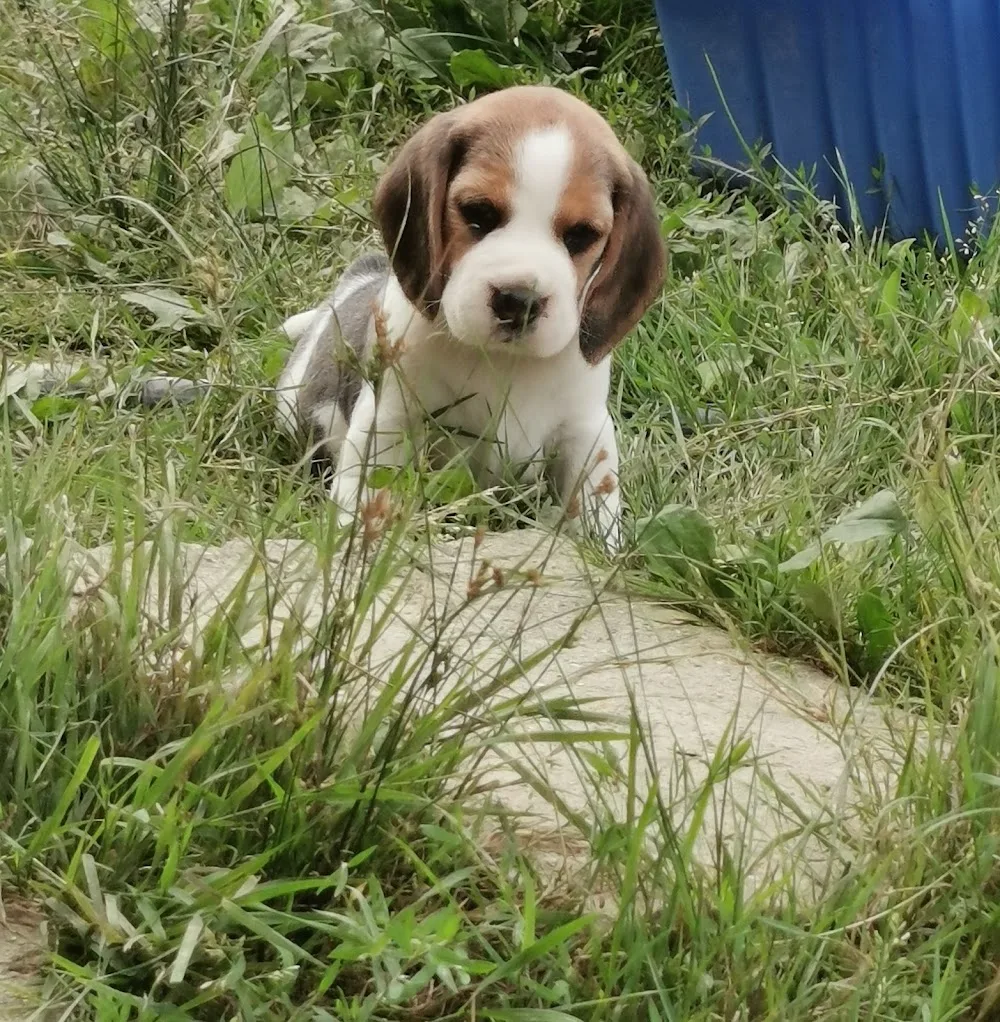 Timbi's Line Beagle Kennel - Caraș-Severin pet otel