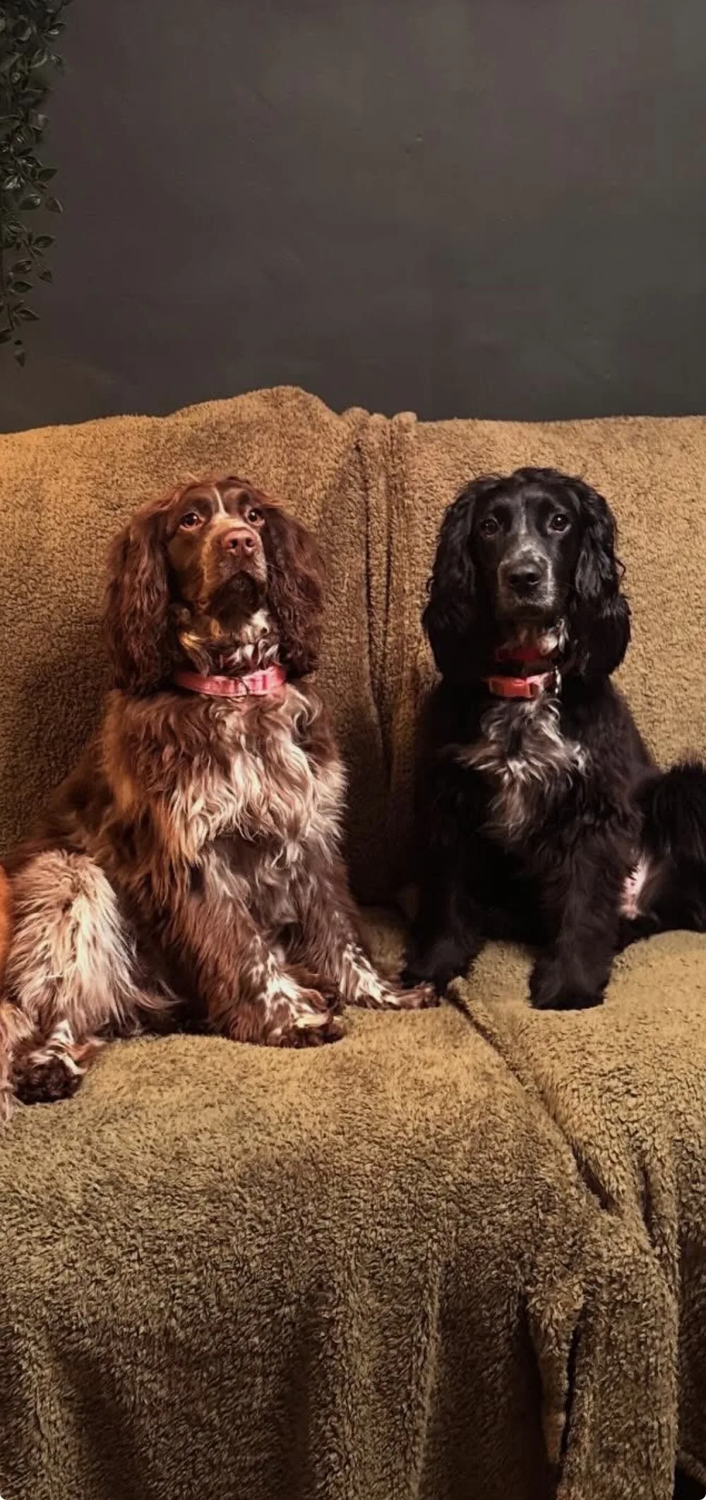 A Buddy for Hire - Dog Boarding and Walking - Cardiff pet otel