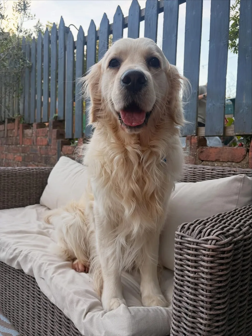 A Buddy for Hire - Dog Boarding and Walking - Cardiff pet otel görseli 3