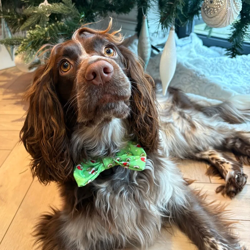 A Buddy for Hire - Dog Boarding and Walking - Cardiff pet otel görseli 4