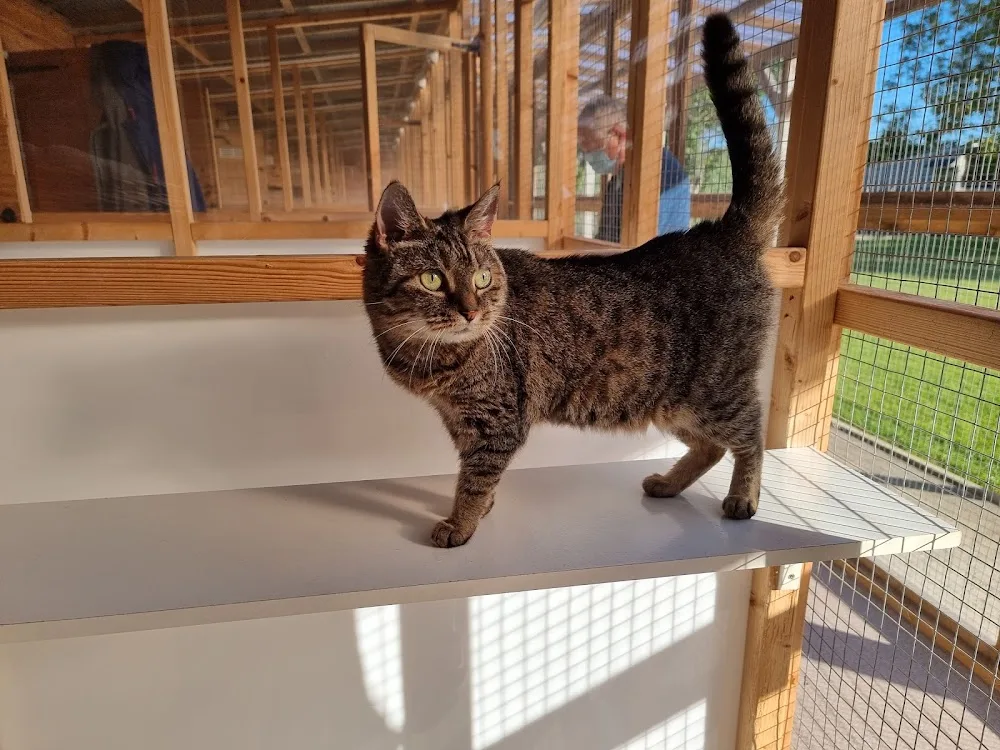 Aderyn Cat Resort - Cardiff pet otel görseli 3