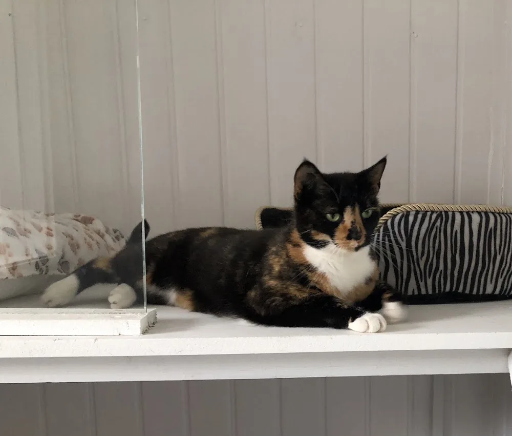 Country Cats Cattery - Cardiff pet otel