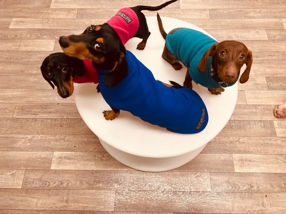Little Dogs Hotel - Cardiff pet otel