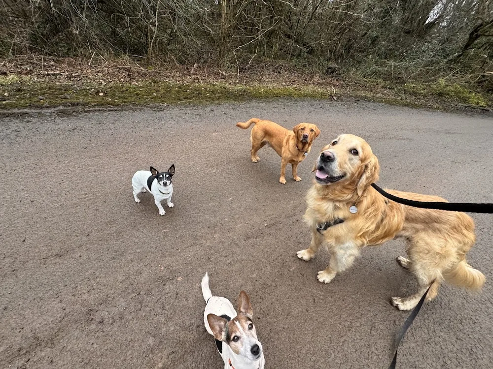 Natures Dog Walking & Boarding - Cardiff pet otel
