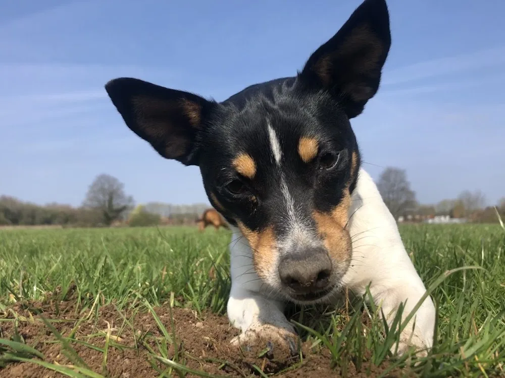 Natures Dog Walking & Boarding - Cardiff pet otel görseli 3