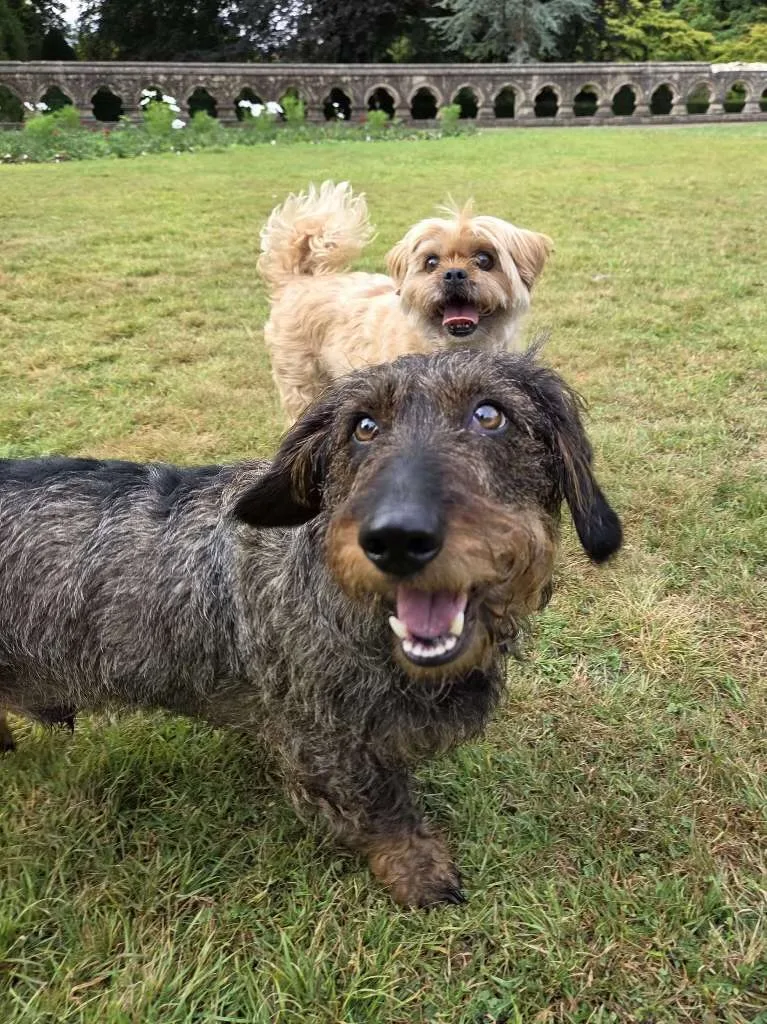PontK9 Dog Walking & Boarding - Cardiff pet otel