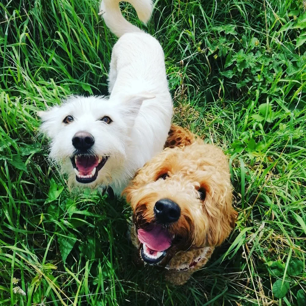 PontK9 Dog Walking & Boarding - Cardiff pet otel görseli 3