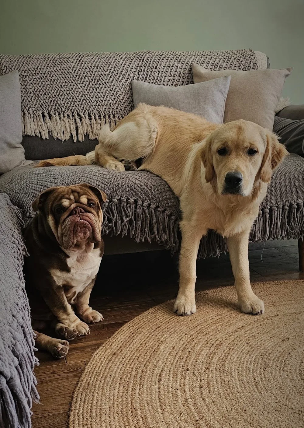 UltiMutts - Cardiff pet otel görseli 3