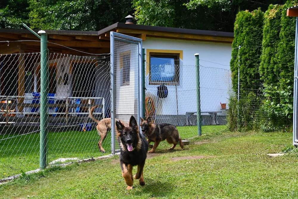 Fit4move (Hundewellnes & Hundepension) - Carinthia pet otel görseli 2