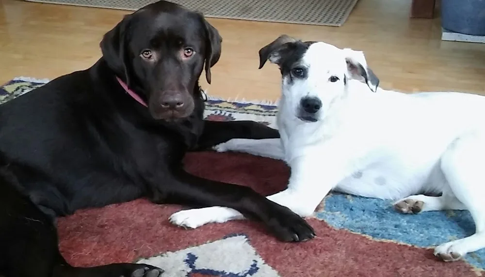 Hundeurlaubsbetreuung u. Verhaltensberatung focusHund, Dr. med.vet. Doris Moser - Carinthia pet otel görseli 2