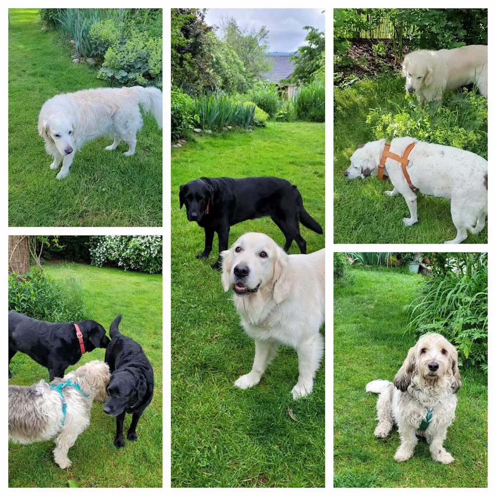 Hundeurlaubsbetreuung u. Verhaltensberatung focusHund, Dr. med.vet. Doris Moser - Carinthia pet otel görseli 3