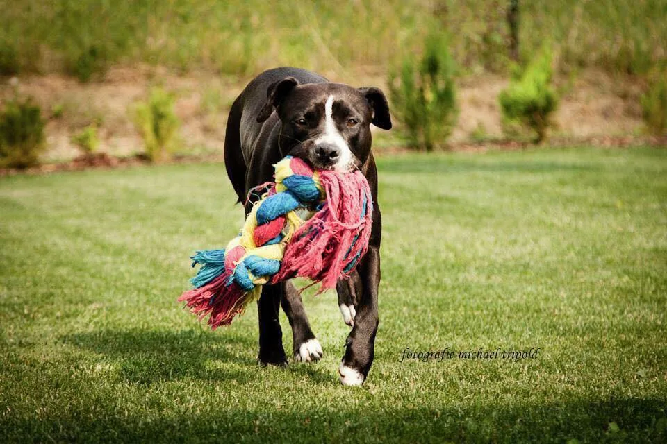 KeineHundeschule - Hundetraining - Hundebetreuung - Carinthia pet otel görseli 3