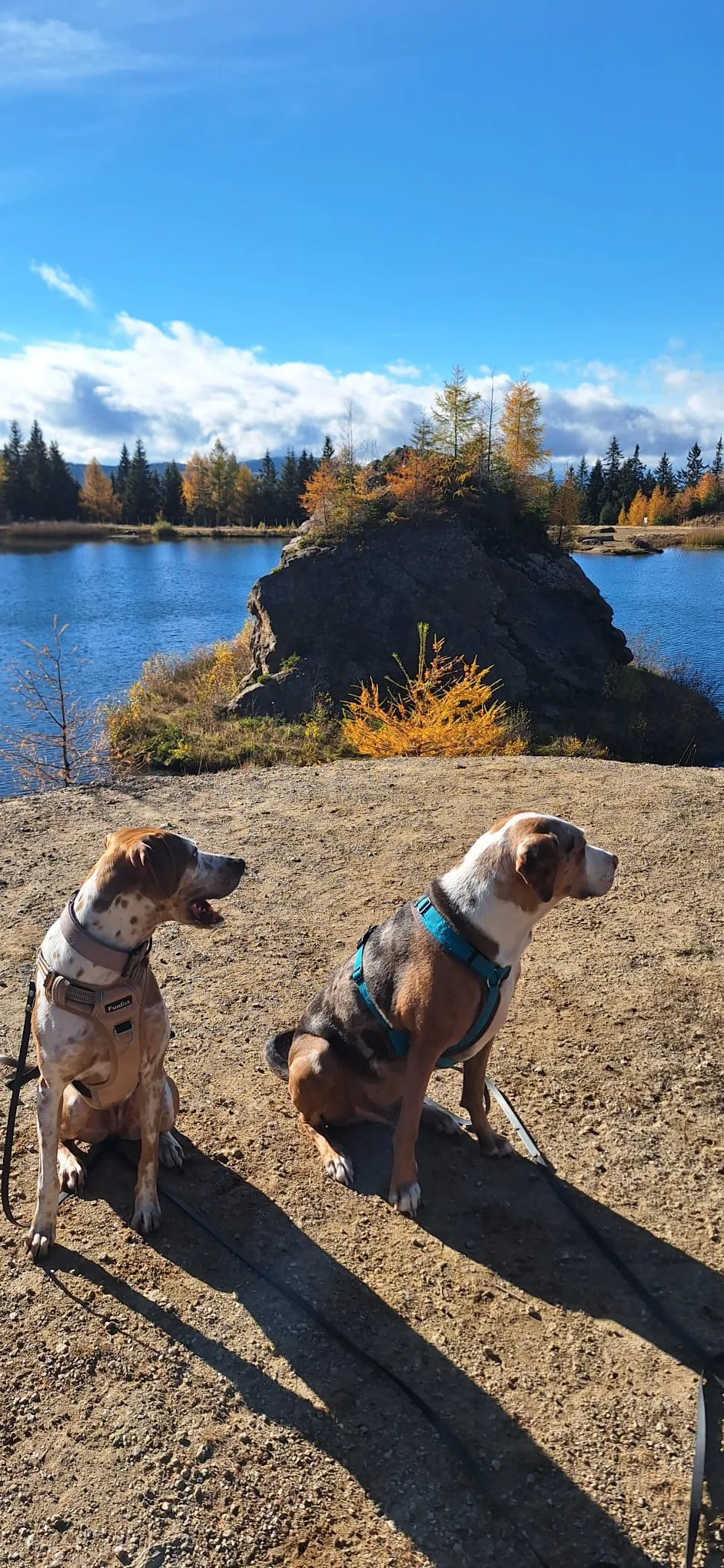 SABO Hundepension Hundetraining - Carinthia pet otel görseli 13