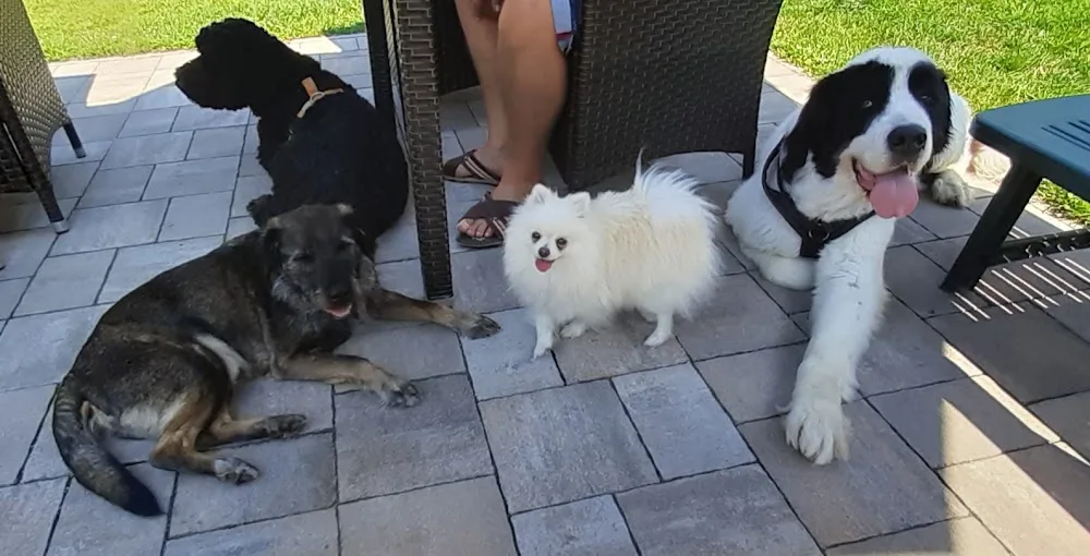 SABO Hundepension Hundetraining - Carinthia pet otel görseli 6