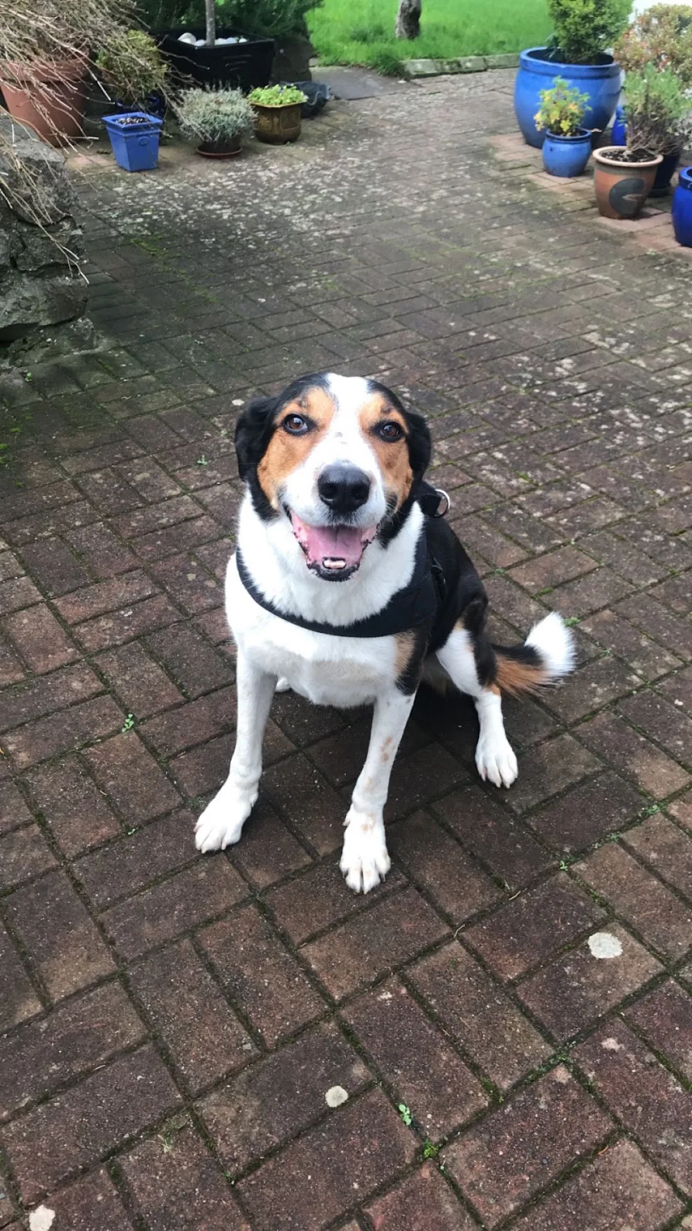 Pet Sitters Ireland - Carlow pet otel görseli 3