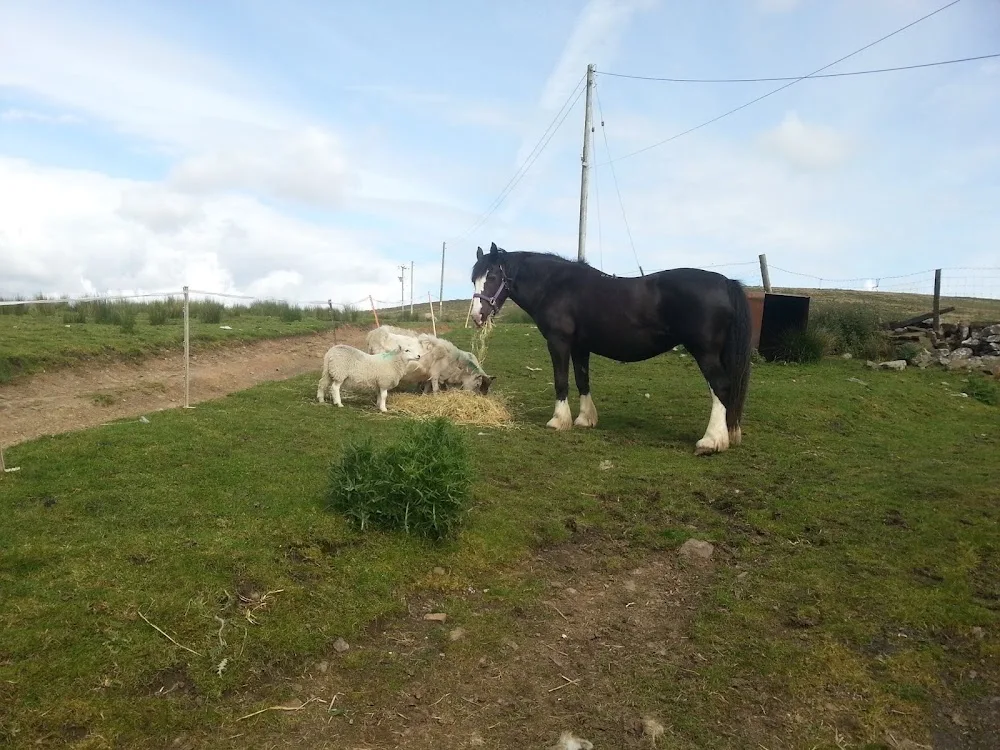 Bryniau Animal Sitting & Boarding Services - Carmarthenshire pet otel