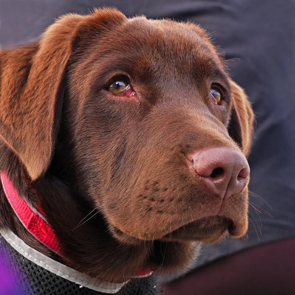 Bryniau Animal Sitting & Boarding Services - Carmarthenshire pet otel görseli 3