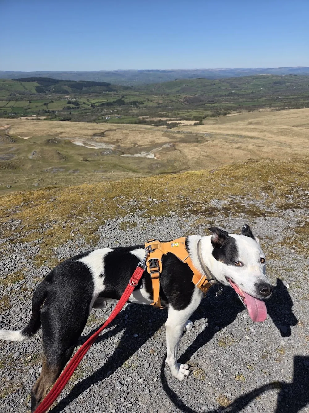 Gelert's Dog Homeboarding Services - Carmarthenshire pet otel görseli 3