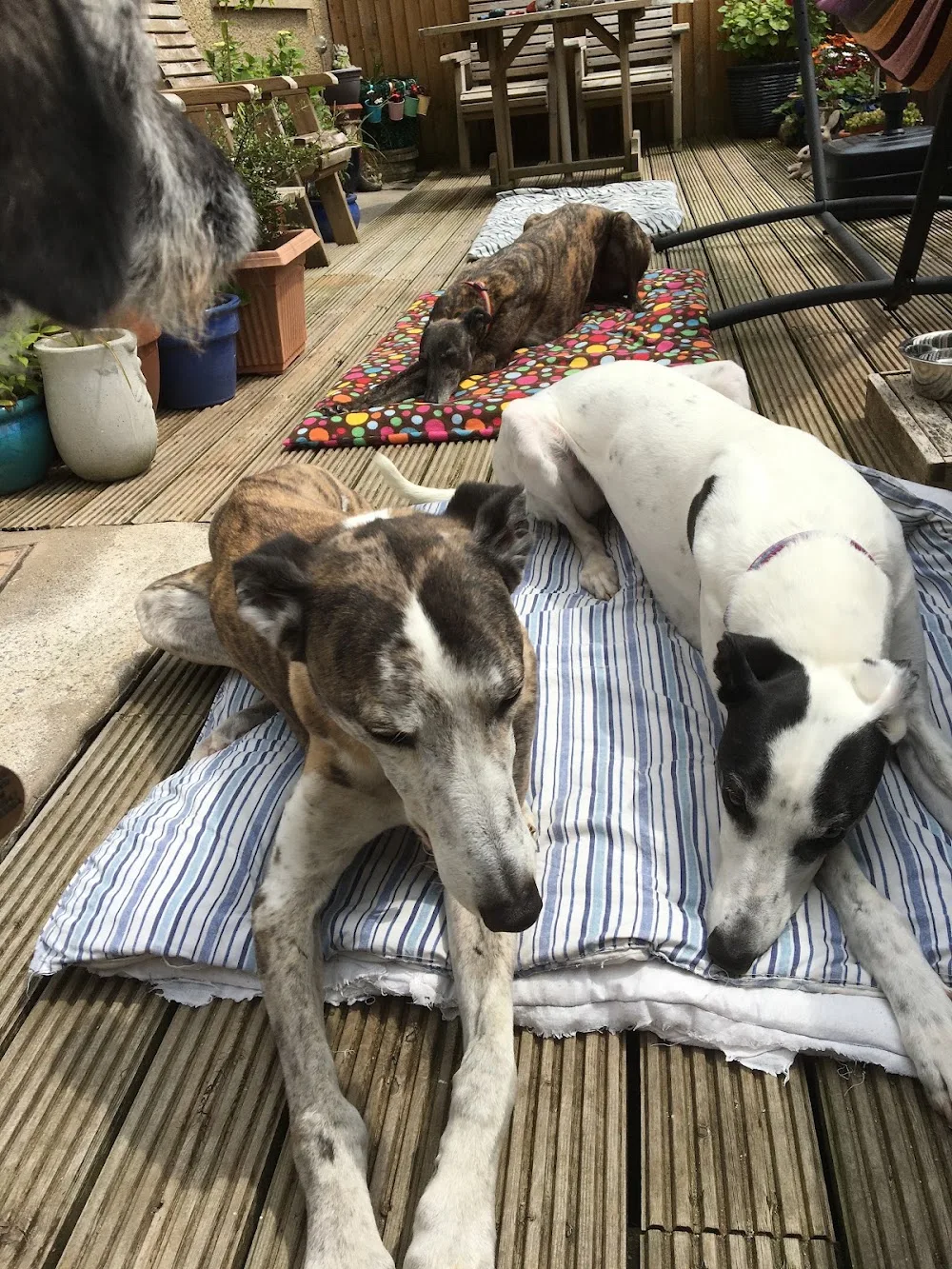 Hound Minded Sighthound Hotel - Carmarthenshire pet otel görseli 3