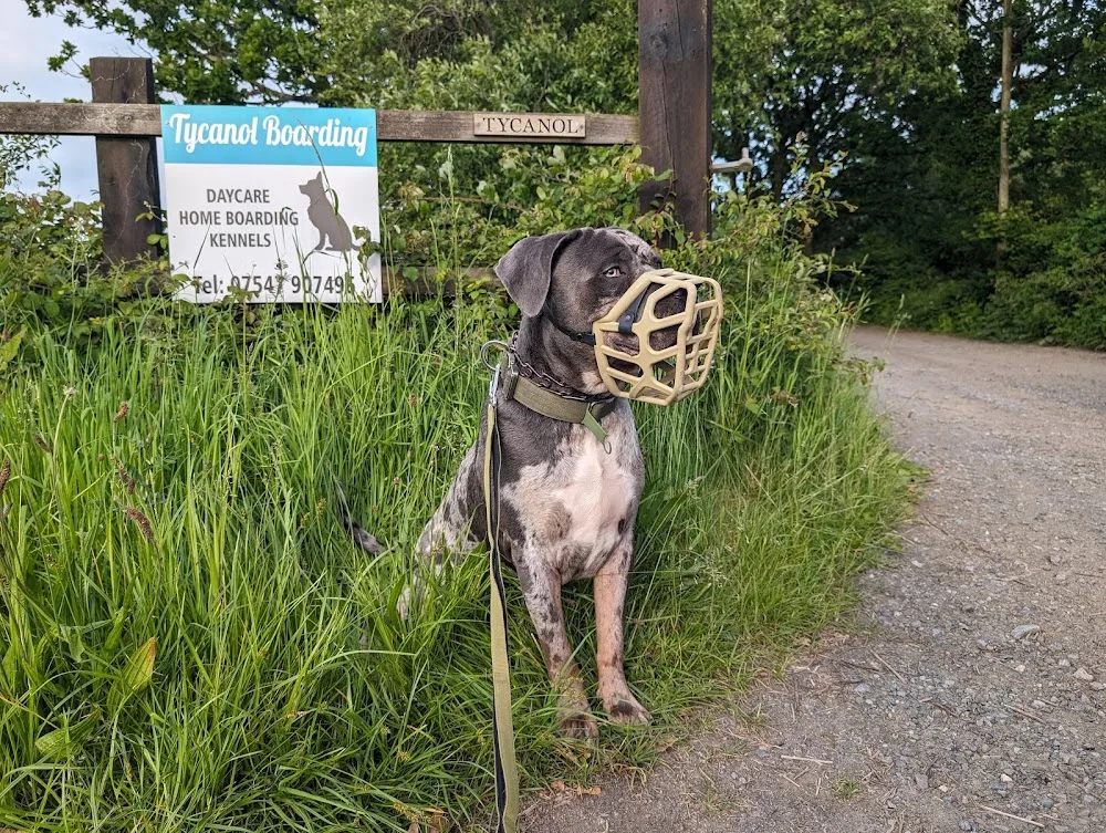Knockingstone Boarding Kennels - Carmarthenshire pet otel