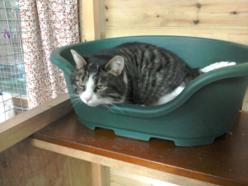 Knoll Cattery - Carmarthenshire pet otel görseli 3
