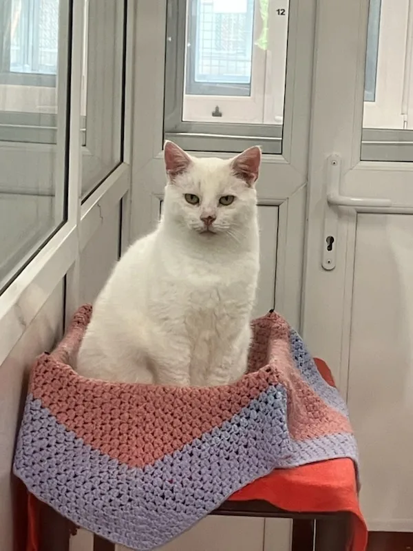 The Home From Home Cattery - Carmarthenshire pet otel görseli 3