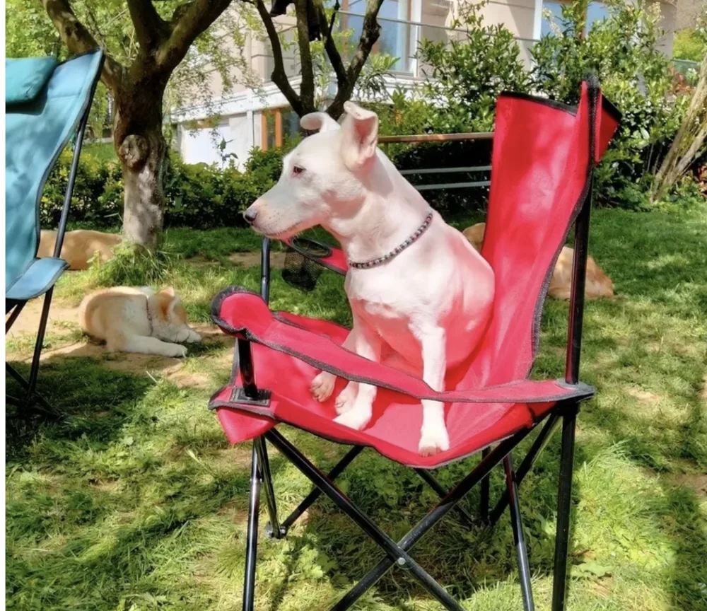 Casper Köpek Oteli Suadiye /Beykoz /Çekmeköy - Istanbul pet otel görseli 6
