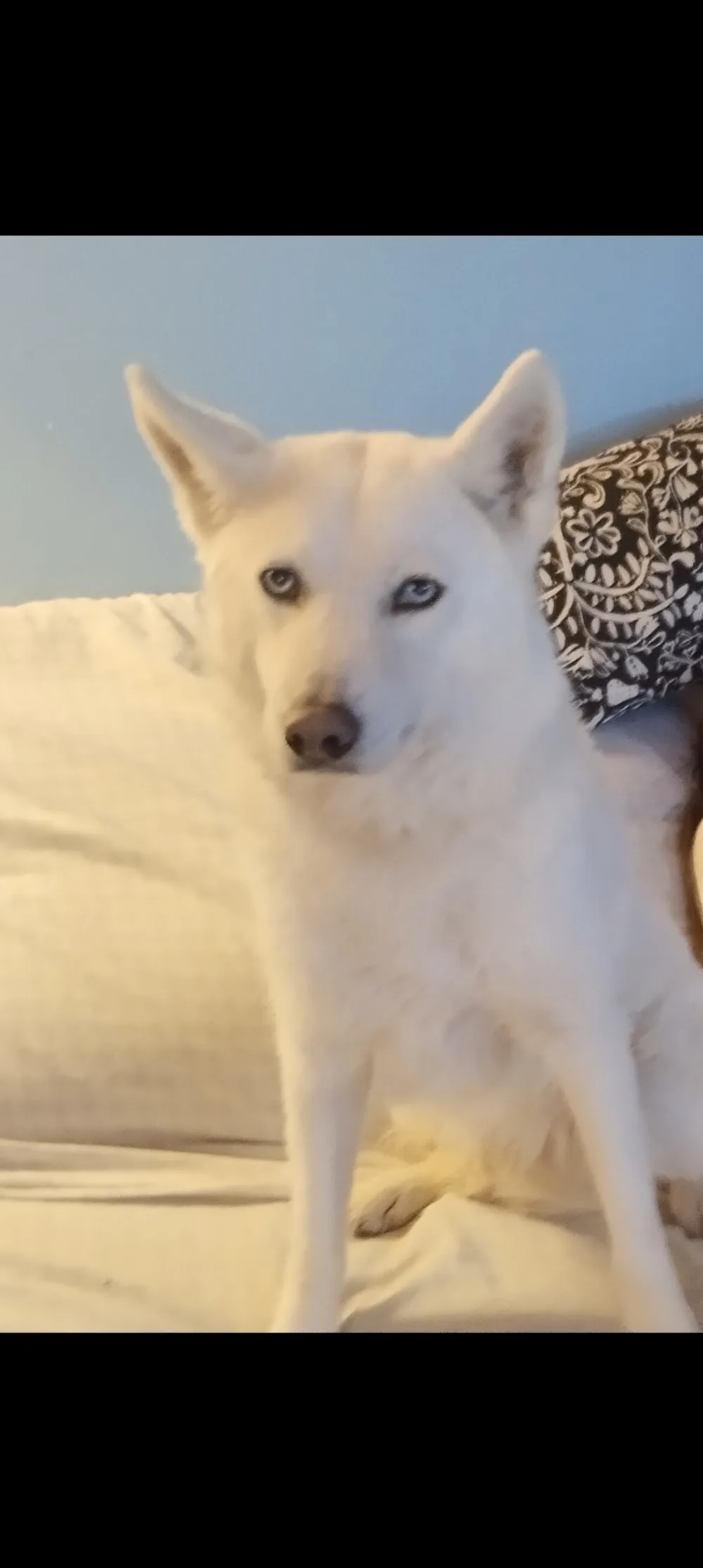 Casper Köpek Oteli Suadiye /Beykoz /Çekmeköy - Istanbul pet otel görseli 11