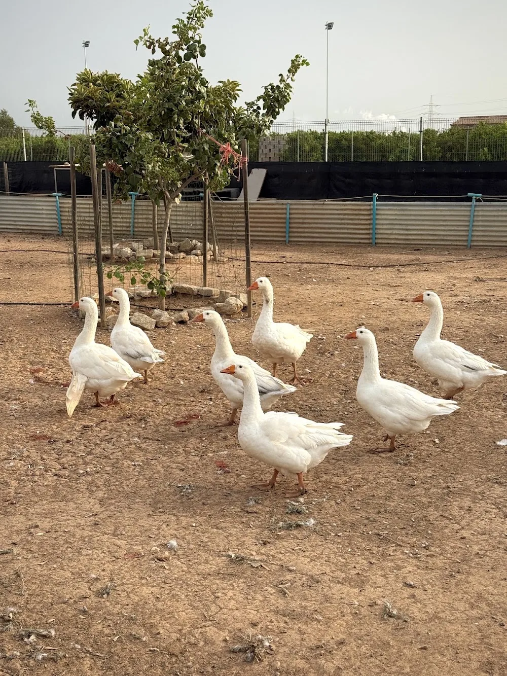 Centro Canino Vila-can | Educación Canina, Residencia y Adiestramiento en Vila-real (Castellón) - Castellón pet otel