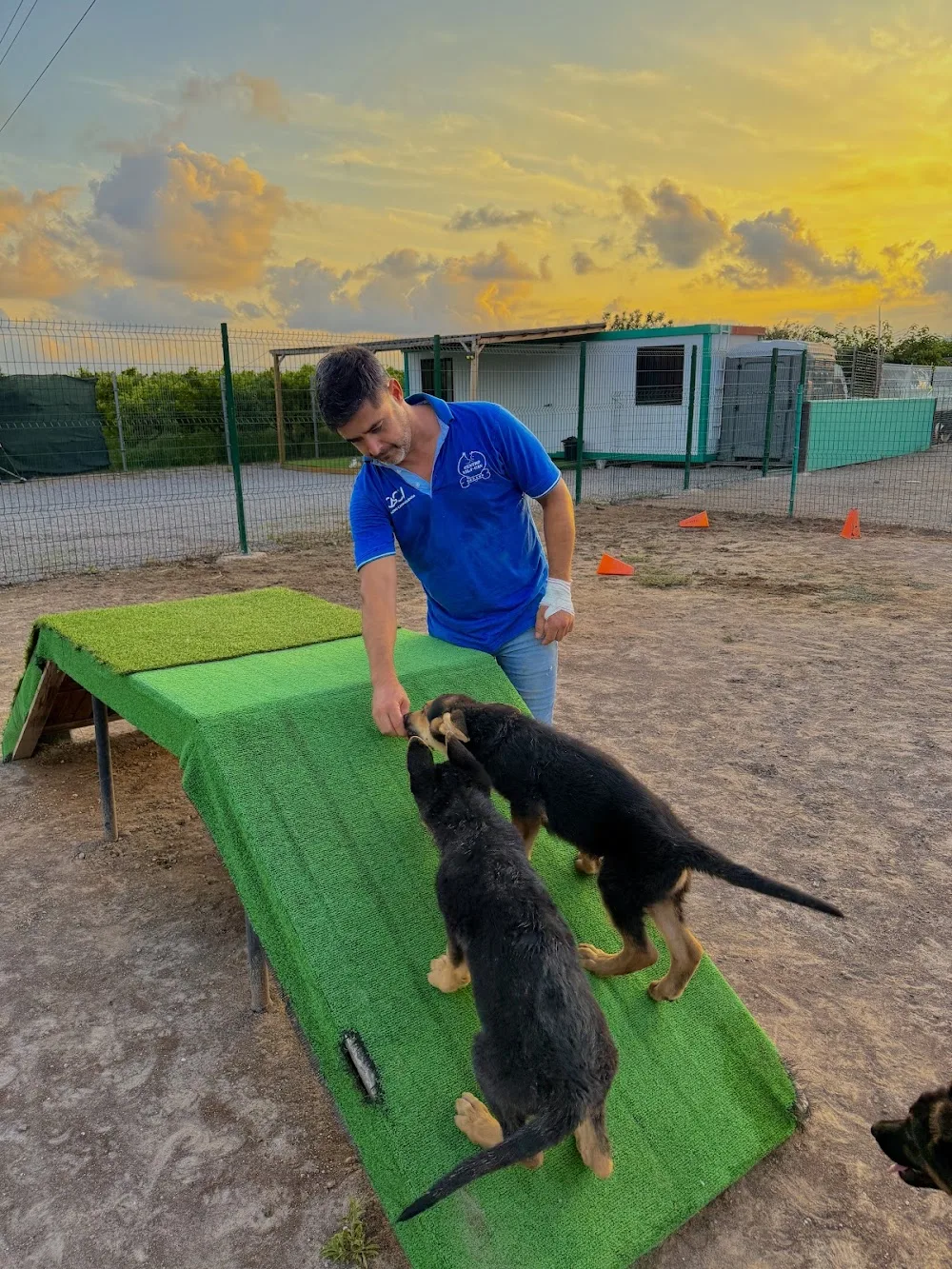 Centro Canino Vila-can | Educación Canina, Residencia y Adiestramiento en Vila-real (Castellón) - Castellón pet otel görseli 3