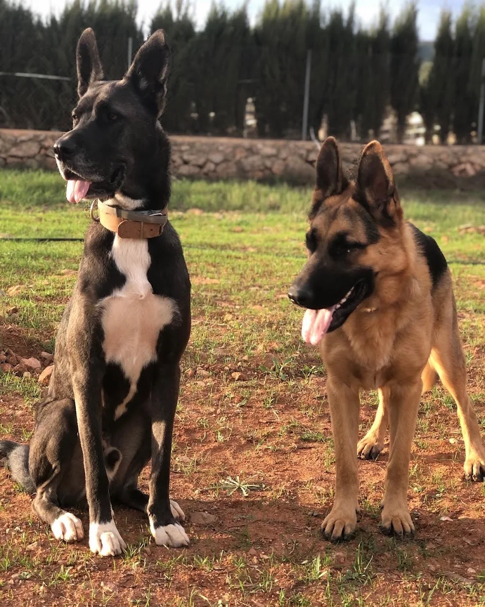 Cuatro Patas | Residencia Canina - Castellón pet otel