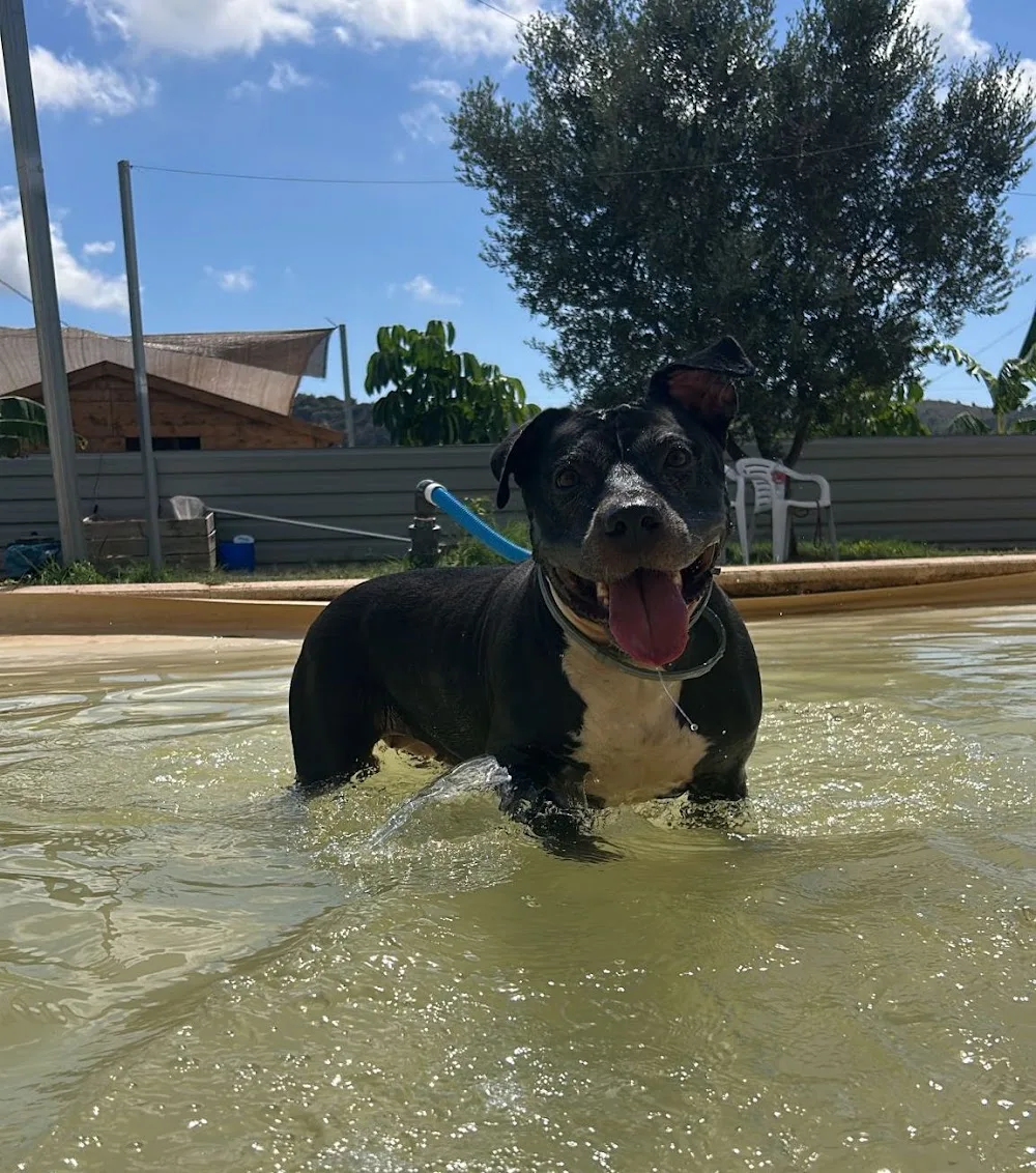 Cuatro Patas | Residencia Canina - Castellón pet otel görseli 3