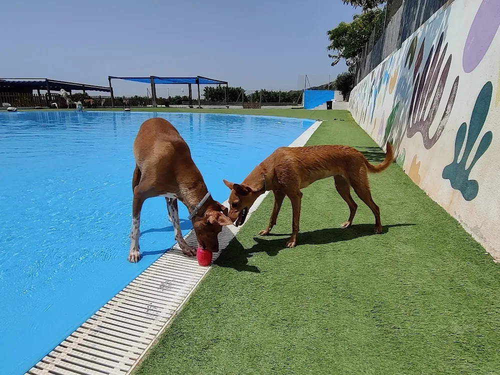 GOS AVENTURA RESORT CON PISCINA (SOLO PARA PERROS HUÉSPEDES) - Castellón pet otel